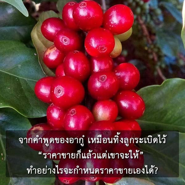 เกษตรกรได้ประโยชน์ ปลูกกาแฟ